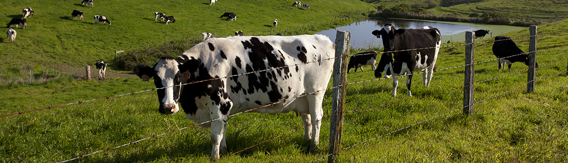 Point Reyes Farmstead
