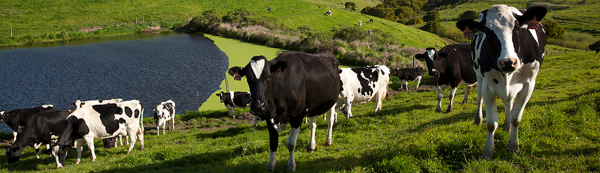 Point Reyes Farmstead