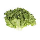 Green Leaf Lettuce
