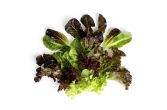 Organic Mesclun / Spring Mix
