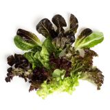 Organic Mesclun / Spring Mix