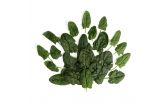 Organic Bloomsdale Spinach