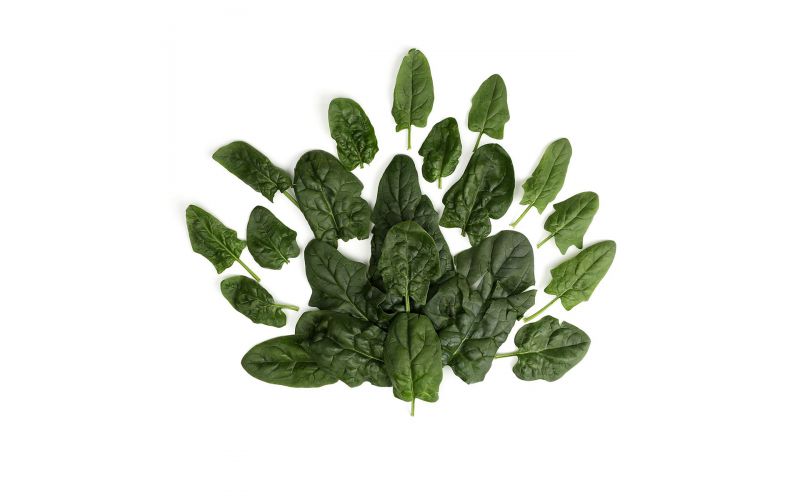 Organic Bloomsdale Spinach