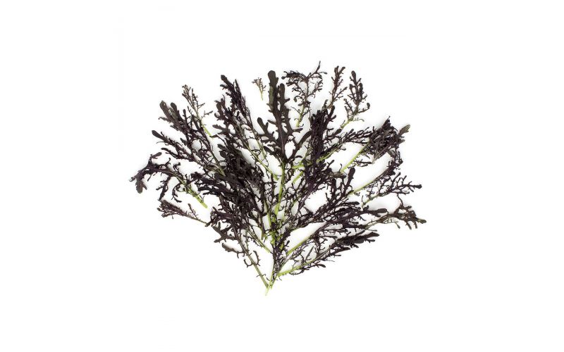 Organic Red Frill Mustard