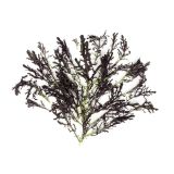 Organic Red Frill Mustard