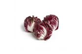 Organic Chioggia Radicchio