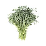 Organic Spigariello Kale