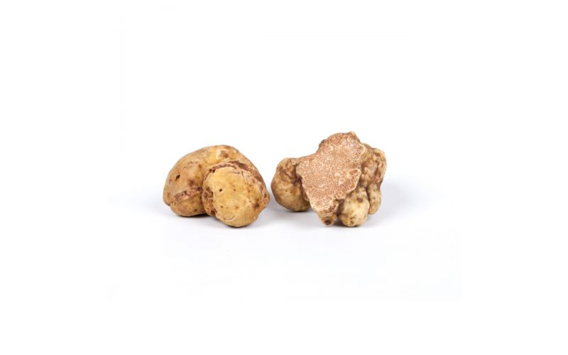 Fresh White Truffle Small Size