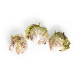 Organic Castlefranco Radicchio