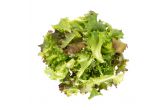 Mesclun Spring Mix