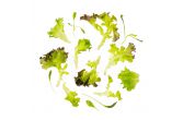 Mesclun Spring Mix