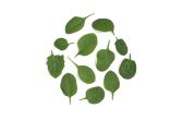 Organic Bloomsdale Spinach