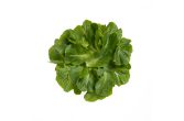 Romaine Leaf