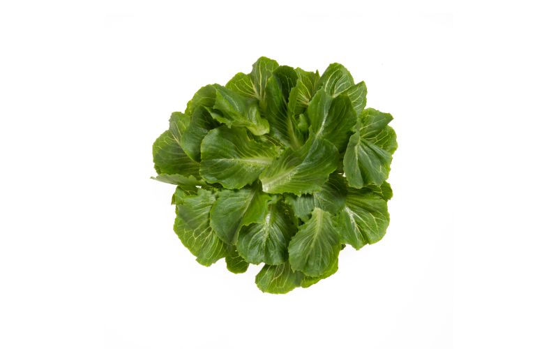Romaine Leaf