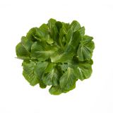 Romaine Leaf