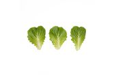 Romaine Leaf