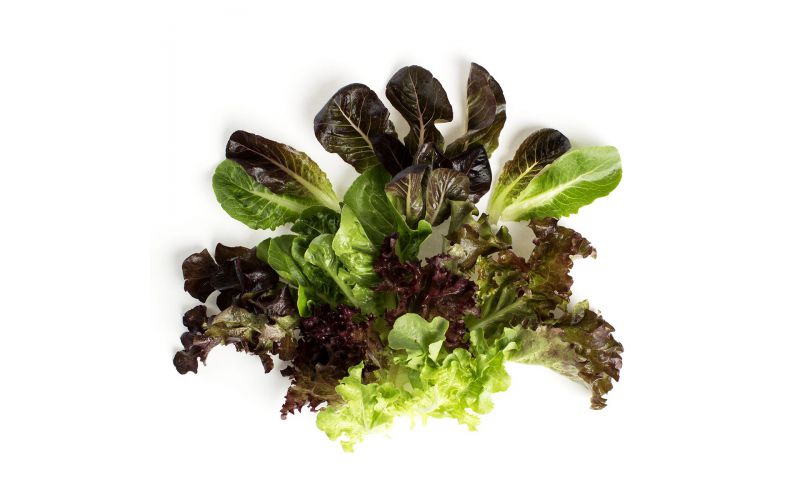 Mesclun / Spring Mix
