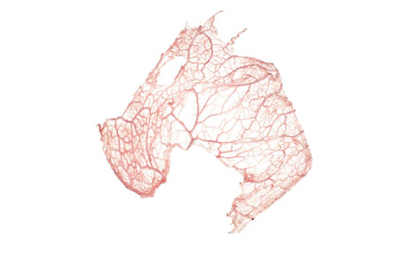 Frozen Pork Caul Fat